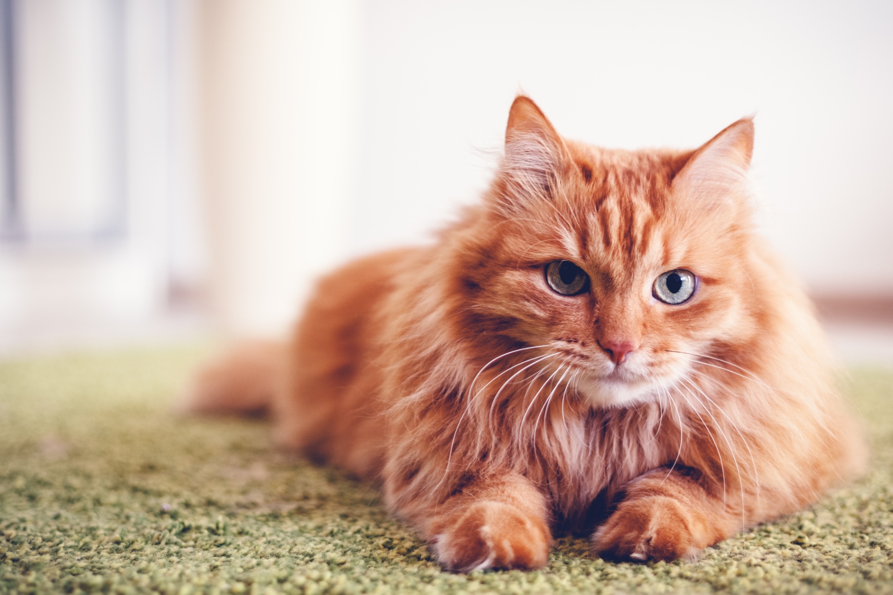 A ginger long-haired cat resting comfortably at home