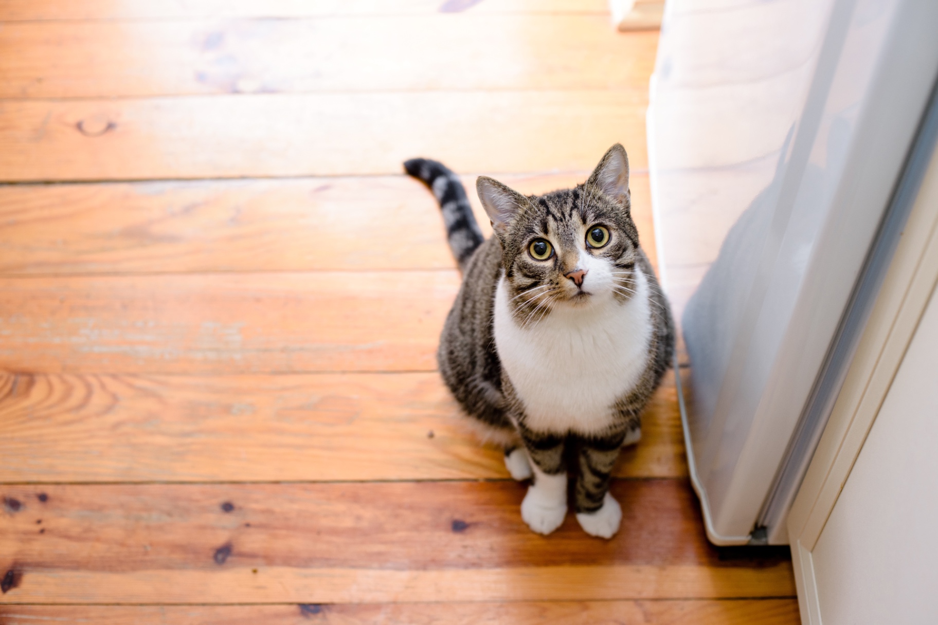 A tabby cat sitting on a wooden floor at home