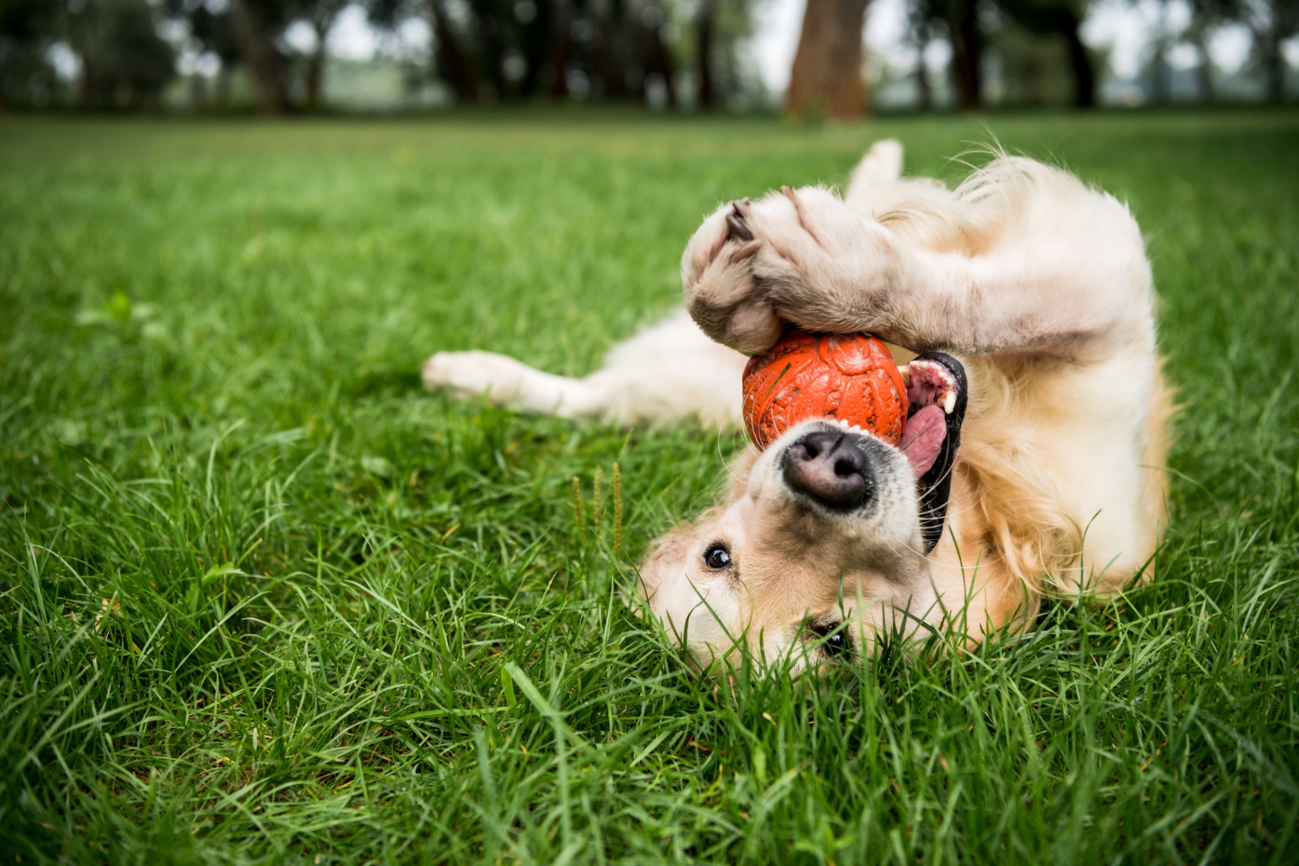 A golden retriever playing with a ball in the grass